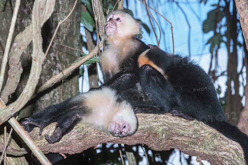 White-faced capuchin monkeys (Cebus capucinus) in rainforest, Manuel Antonio National Park, Puntarenas Province, Costa Rica