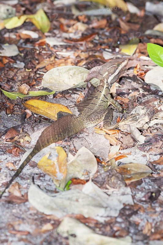 Common basilisk (basiliscus basiliscus) in rainforest, Manuel Antonio National Park, Quepos, Puntarenas Province, Costa Rica