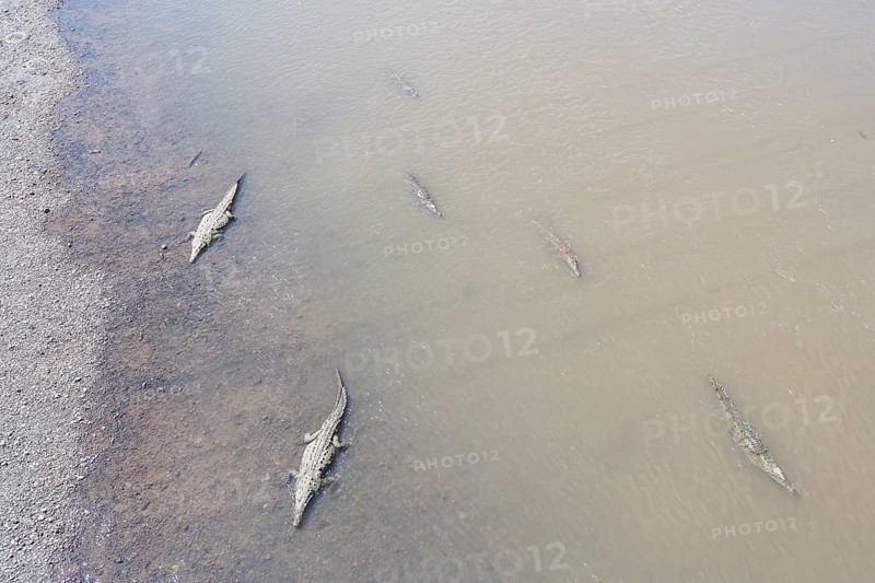 American Crocodiles (Crocodylus acutus) bathing, Tarcoles river, Jaco, Costa Rica