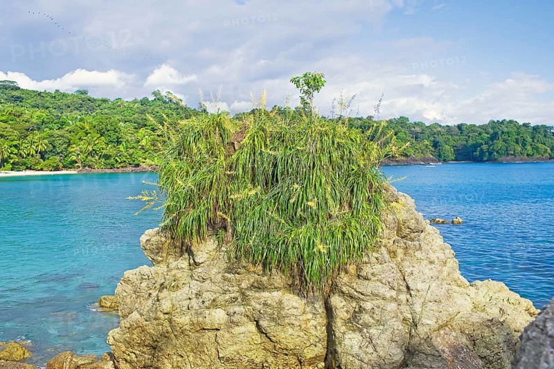 Flowers and plants growing over a rock Manuel Antonio National Park, Quepos, Costa Rica