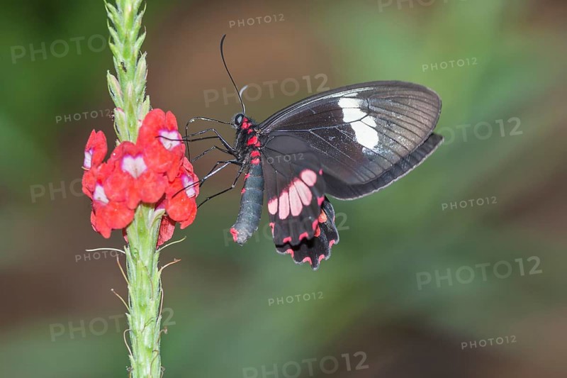 Doris Butterfly (Heliconius doris) on flower, Costa Rica, Central America