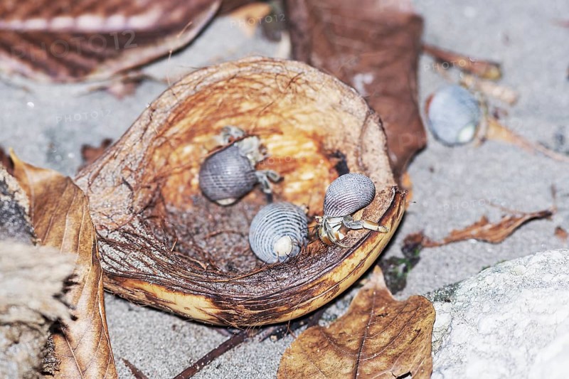 Group of hermit crabs (Paguroidea) eating coconut, Manuel Antonio National Park, Puntarenas Province, Costa Rica