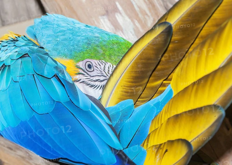 Blue and Gold Macaw (Ara ararauna), Costa Rica, Central America