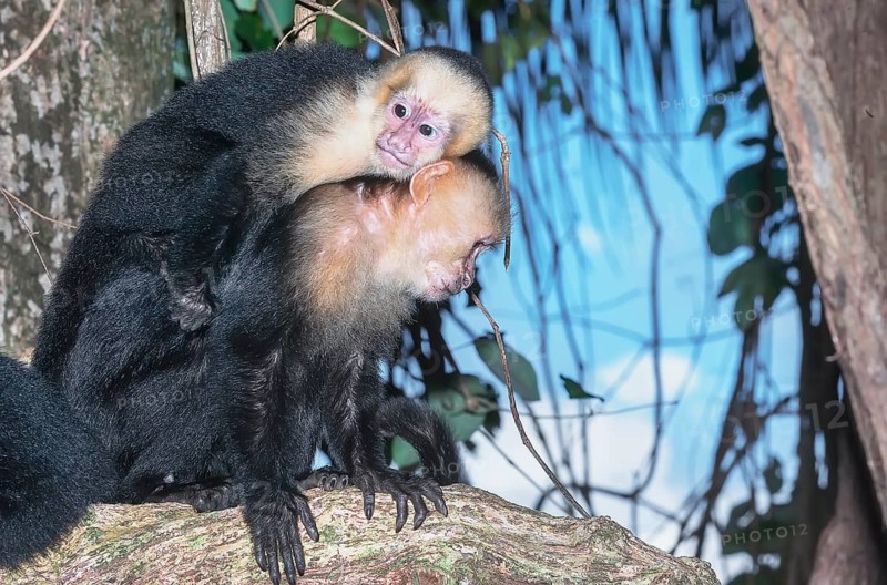 White-faced capuchin monkey (Cebus capucinus) carries her young on her back, Manuel Antonio National Park, Puntarenas Province, Costa Rica