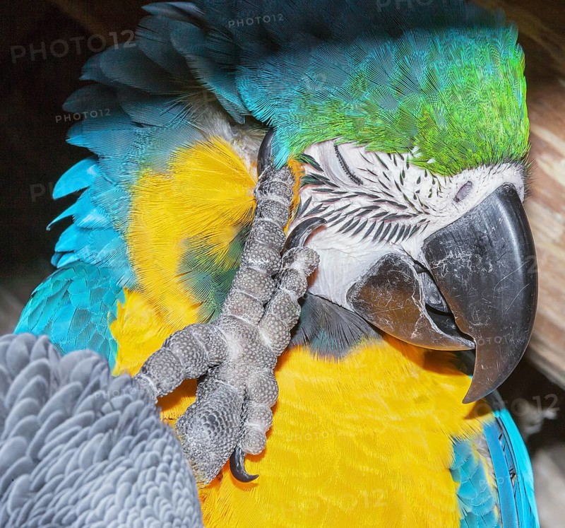 Blue and Gold Macaw (Ara ararauna) scratching its head, Costa Rica, Central America