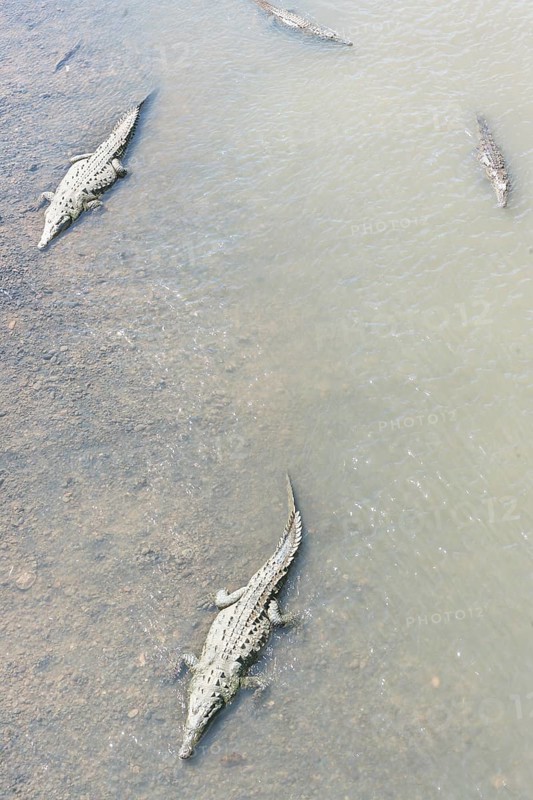 American Crocodiles (Crocodylus acutus) bathing, Tarcoles river, Jaco, Costa Rica