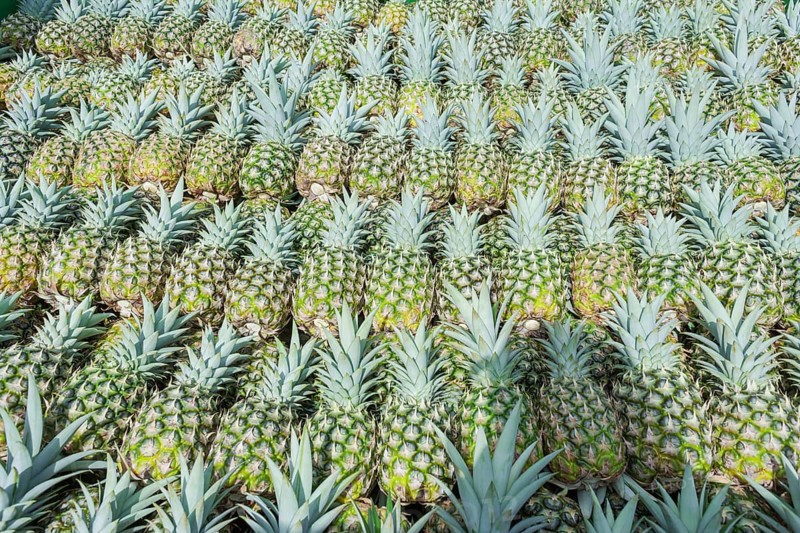 Harvested organic pineapples, Costa Rica, Central America