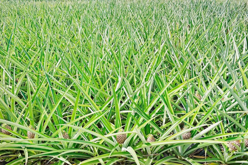 Pineapple plantation, Costa Rica, Central America