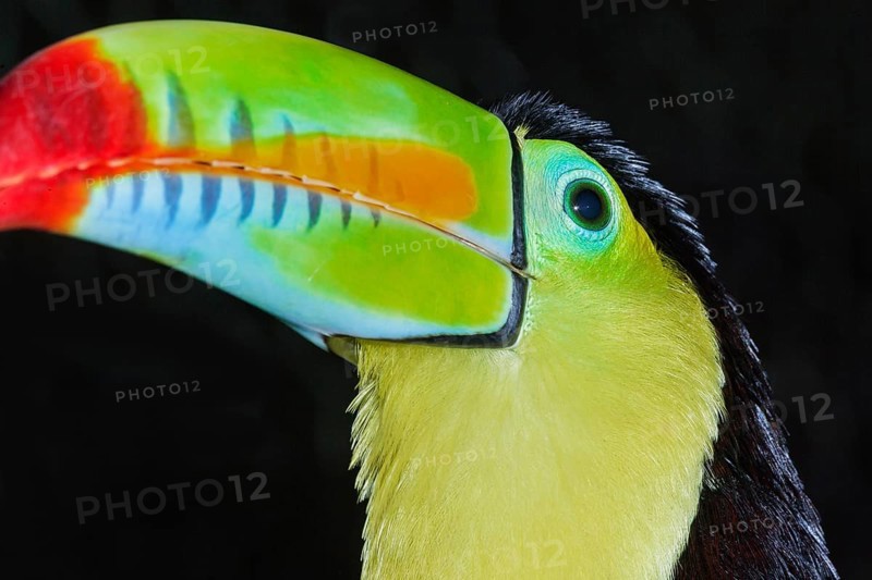 Keel-billed toucan (Ramphastos sulfuratus), Costa Rica, Central America