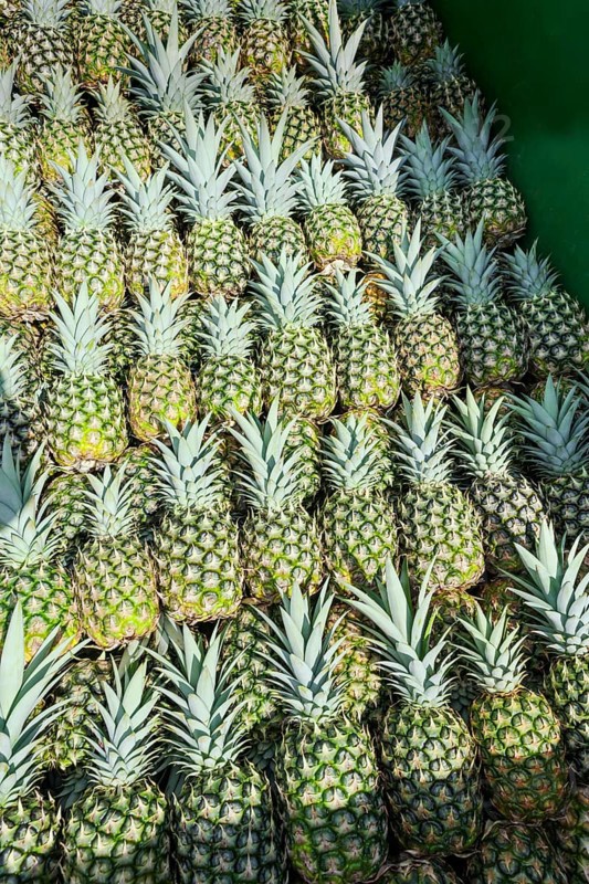Harvested organic pineapples, Costa Rica, Central America