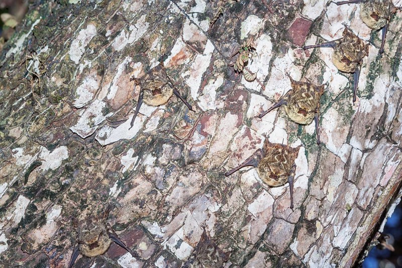 Long-nosed bats (Rhynchonycteris naso) camouflaged on a tree trunk, Manuel Antonio National Park, Puntarenas Province, Costa Rica
