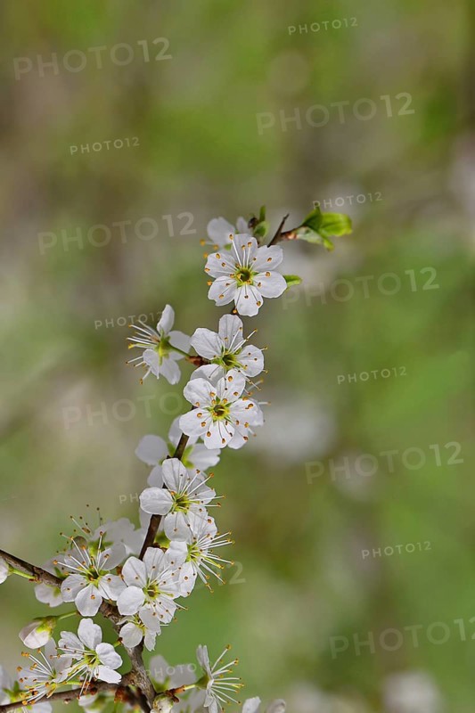 Flowering twig, blackthorn (Prunus spinosa), also known as blackthorn, Wilnsdorf, North Rhine-Westphalia, Germany
