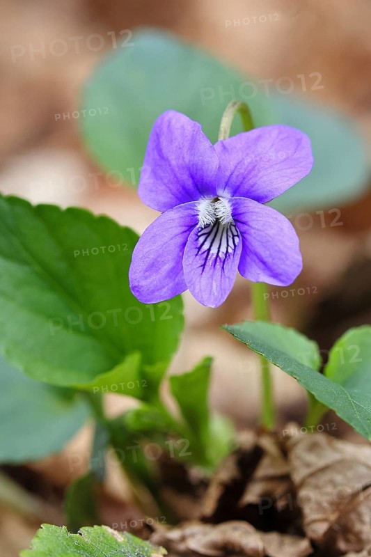 Grove violet (Viola riviniana), flower, in a beech forest, Wilnsdorf, North Rhine-Westphalia, Germany