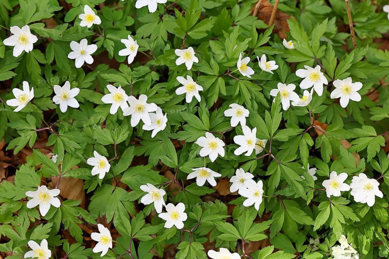 Wood anemone (Anemone nemorosa), flowers in a beech forest, spring, Wilnsdorf, North Rhine-Westphalia, Germany