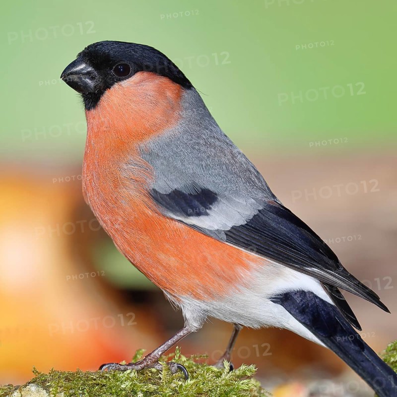 Bullfinch (Pyrrhula pyrrhula), male, sitting on moss, Wilnsdorf, North Rhine-Westphalia, Germany