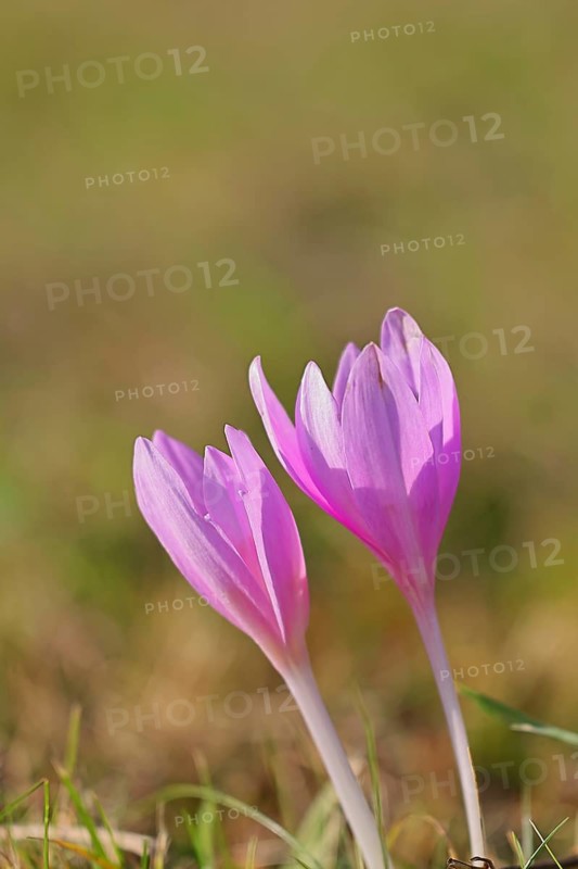 Autumn crocus (Colchicum autumnale), half-opened flowers in a meadow, endangered, protected poisonous plant species, native nature, wet meadow, autumn messenger, season, autumn, bulbous plant, poisonous plant, Wilnsdorf, North Rhine-Westphalia, Germany