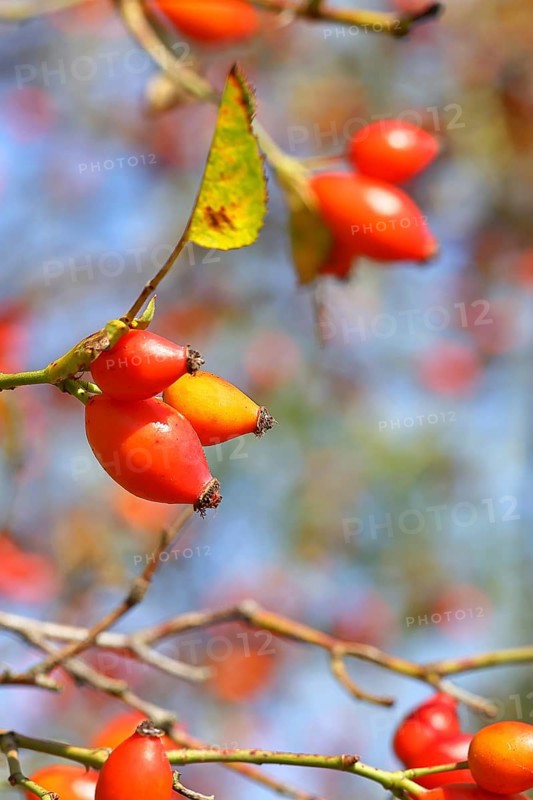 Ripe rosehip fruit of the dog rose (Rosa canina) on a branch, close-up, Wilnsdorf, North Rhine-Westphalia, Germany