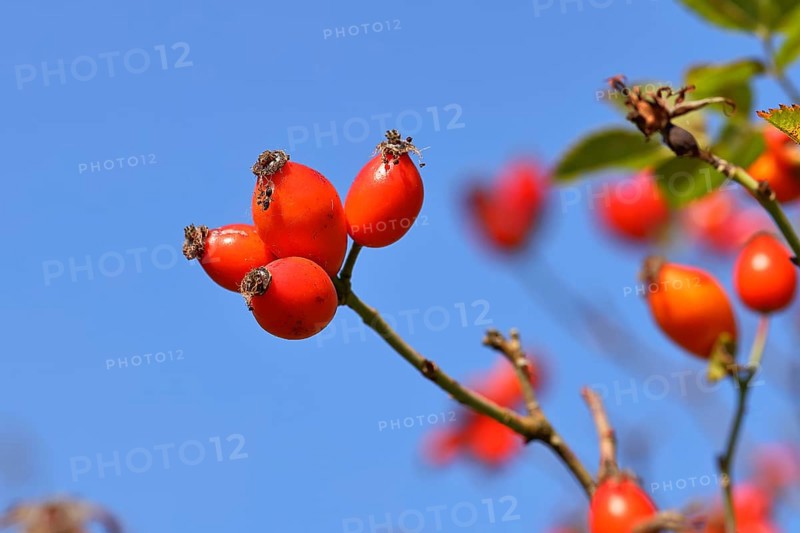 Ripe rosehip fruit of the dog rose (Rosa canina) on a branch, in front of a blue sky, Wilnsdorf, North Rhine-Westphalia, Germany