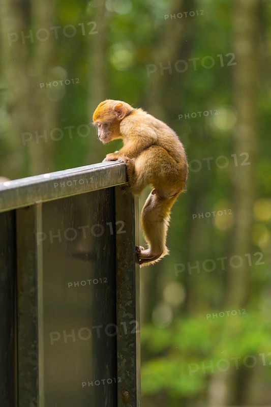 A little monkey climbs curiously on the railing in the forest, Affenberg Salem, Lake Constance district, Germany