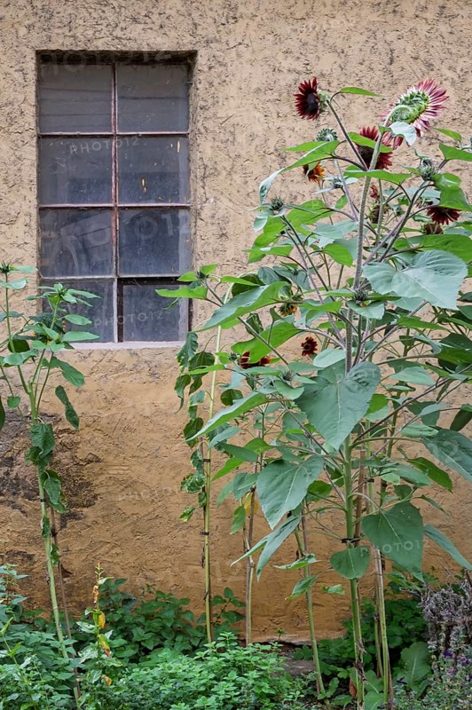 Sunflowers in front of a barn window, Hesse, Germany