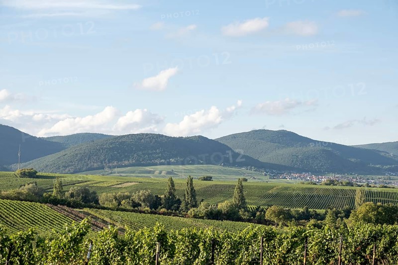 View over vineyards to the Palatinate Forest, Southern Palatinate, Palatinate, Rhineland-Palatinate, Germany