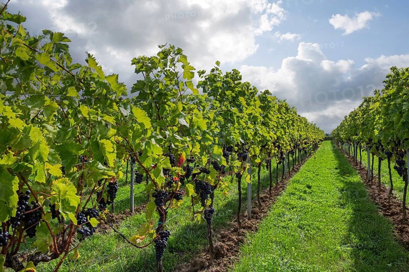 Vine rows with red wine grapes, vineyard, vineyard, Southern Palatinate, Palatinate, Rhineland-Palatinate, Germany
