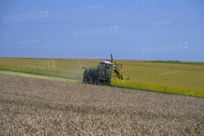 In the foreground grain field, behind it a linseed harvester, Yport, Seine-Maritime department, France