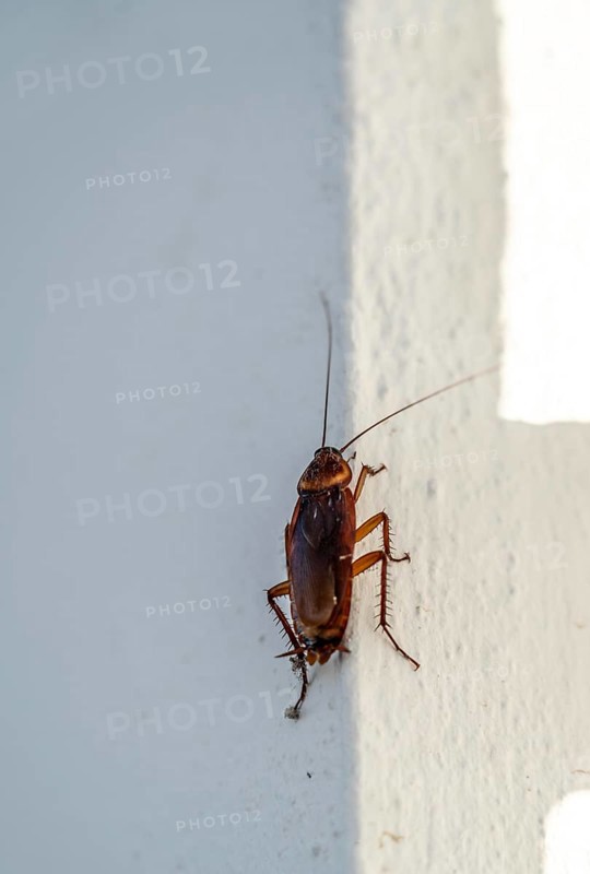 Cockroach, cockroach