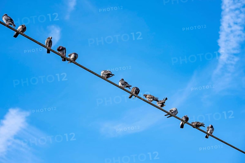Pigeons on a power line, Germany