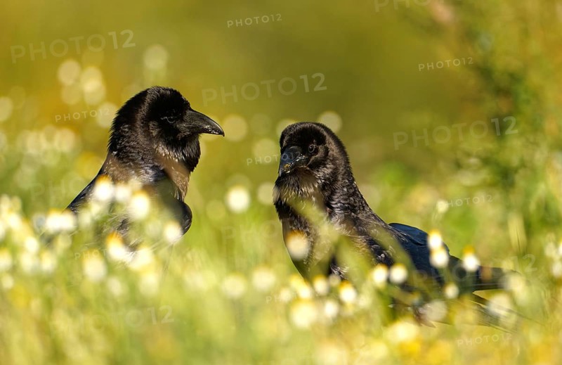 Pair of common ravens (Corvus corax), courtship display in a camomile field, Extremadura, Spain