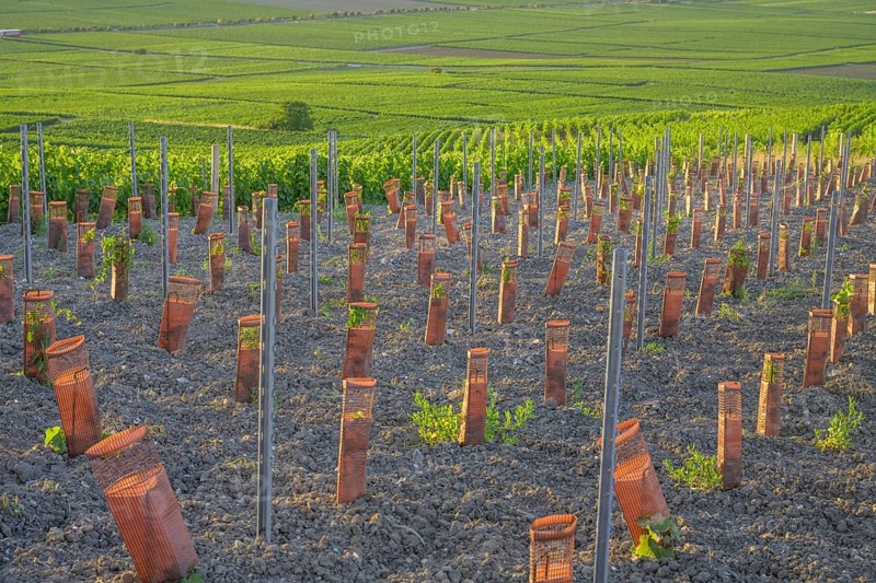 Young vine plants protected by sleeves, Verzenay, Marne, France