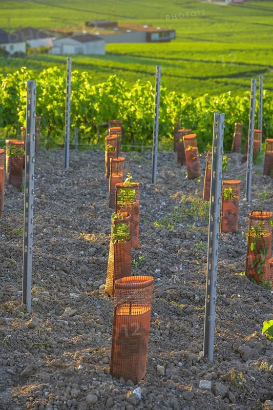 Young vine plants protected by sleeves, Verzenay, Marne, France