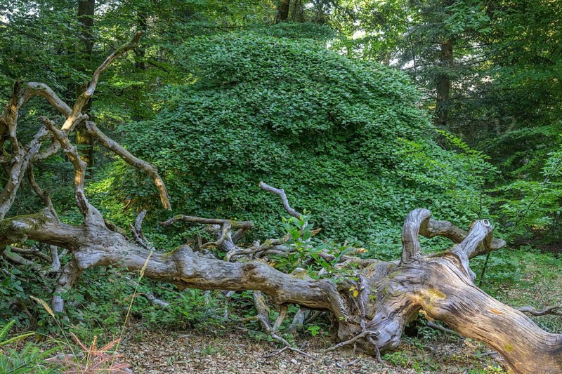 Lying tree trunk in the Faux de Verzy beech forest, Verzy, Marne, France