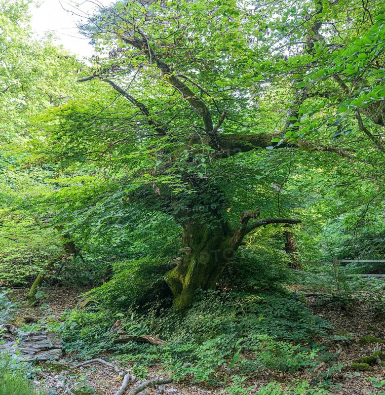 Faux de Verzy beech forest, Verzy, Marne, France