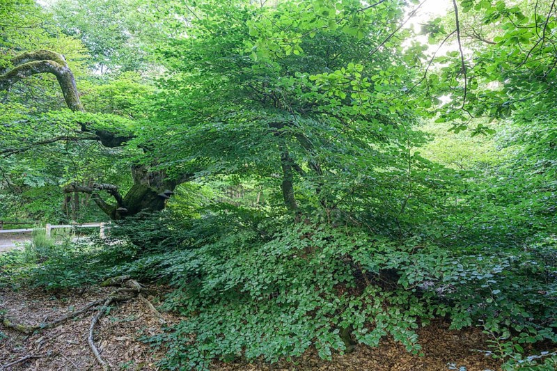 Faux de Verzy beech forest, Verzy, Marne, France