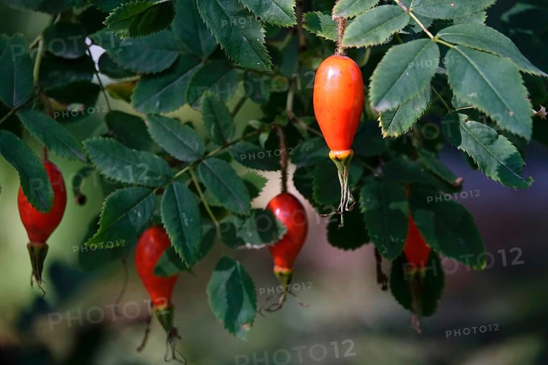 Rose hips on a bush, summer, Germany