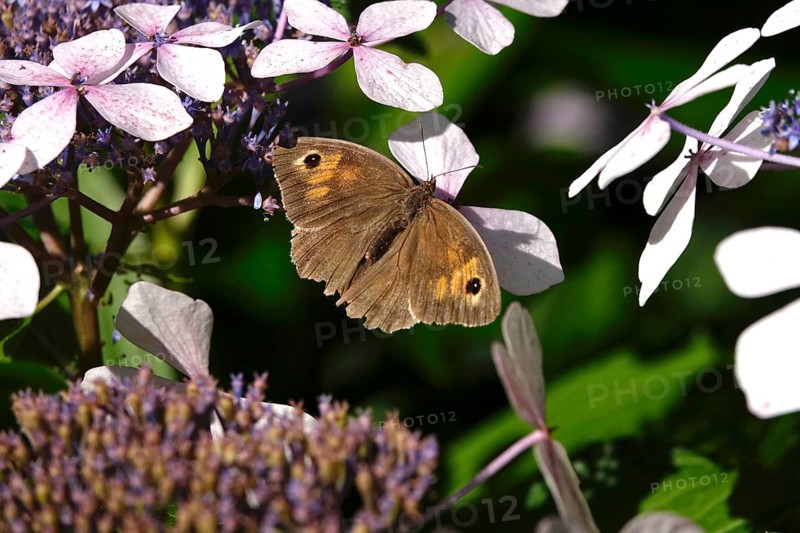 Butterfly Meadow Brown, summer, Germany