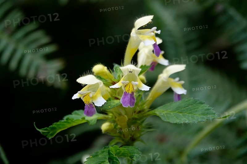 Large-flowered hemp-nettle (Galeopsis speciosa), summer, Germany