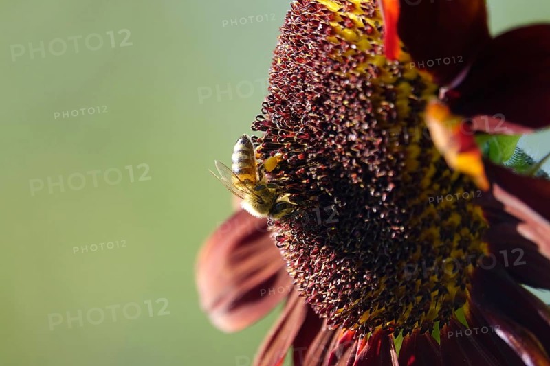 Red sunflower, summer, Germany