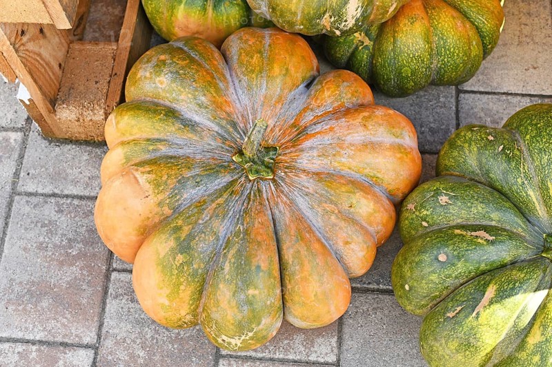 Top view of Musquée de Provence pumpkin with orange and green color