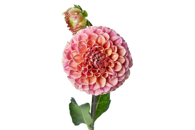 Peach colored Ball Dahlia flower in full bloom on white background