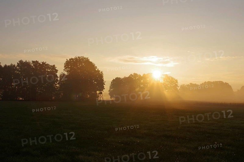 Landscape, Sunrise, Meadow, High seat, Mood, Autumn, North Rhine-Westphalia, Germany, In the morning mist, the sun casts its rays between the trees onto the grass of the meadow