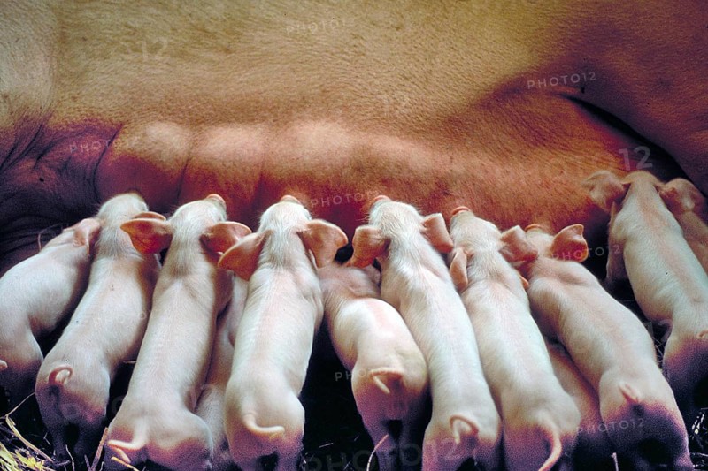 Piglets (Sus scrofa domesticus) suckling with their mother sow, Franconia, Bavaria, Germany