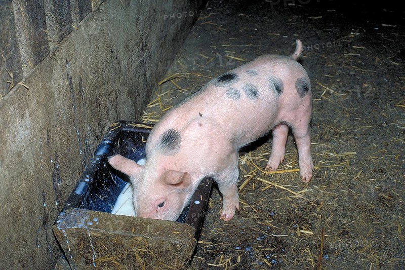 Piglets of the Pietrain breed (Sus scrofa domesticus) at the feeding trough, Franconia, Bavaria, Germany