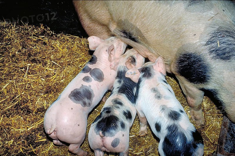 Piglets of the Pietrain breed (Sus scrofa domesticus) suckling with the mother sow, Franconia, Bavaria, Germany