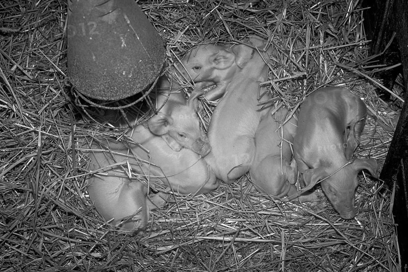 Freshly born piglets (Sus scrofa domesticus) in straw under a heat lamp, black and white, Franconia, Bavaria, Germany