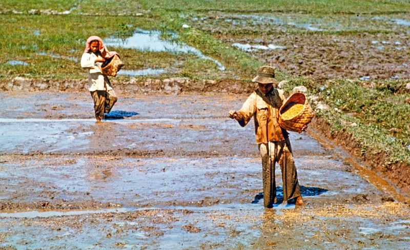 Sowing seeds, traditional labour intensive rice farming in wet paddy field, Malaya, Malaysia, south east Asia c 1964