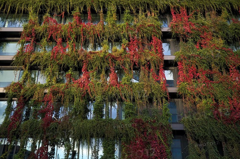 Windows are overgrown, climate-neutral façade greening on the new building, autumn colouring, office building of CMS Hasche Sigle, Calwer Straße, Stuttgart, Baden-Württemberg, Germany
