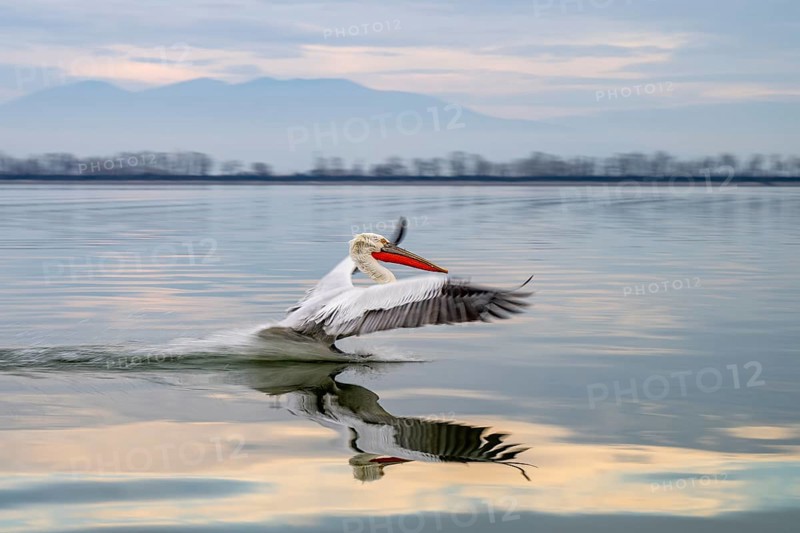 Dalmatian Pelican (Pelecanus crispus), Dalmatian Pelican, landing, long exposure, Lake Kerkini, Greece