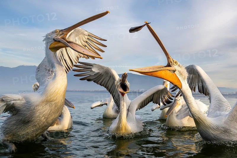 Dalmatian Pelican (Pelecanus crispus), Dalmatian Pelican, fighting, Lake Kerkini, Greece